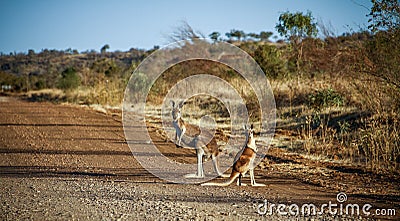 Kangaroo surprised on the savannah way after Normanton, Queensland, Asutralia Stock Photo